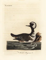 Kapuzen-Säger, Lophodytes cucullatus (Mergus cucullatus). Handkolorierte Kupferplatte gezeichnet und graviert von John Latham aus seiner eigenen A General History of Birds, Winchester
