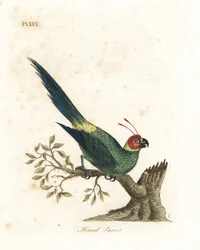 Hornpapagei, Eunymphicus cornutus. Gefährdet (Hornpapagei, Psittacus bisetis.) Handkolorierte Kupferplatte gezeichnet und graviert von John Latham aus seiner eigenen A General History of Birds, Winchester