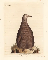 Königspinguin, Aptenodytes patagonicus, Jungtier (Wollpinguin). Handkolorierte Kupferplatte gezeichnet und graviert von John Latham aus seiner eigenen A General History of Birds, Winchester