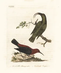 Kleiner Akialoa, Hemignathus obscurus (ausgestorben) und Kardinal-Myzomela, Myzomela cardinalis. (Hakenschnabel-Honigfresser, Certhia obscura, heimisch auf Hawaii, und Kardinal-Honigfresser, Certhia cardinalis, heimisch auf Tanna, Vanuatu.) Handkolorierte 