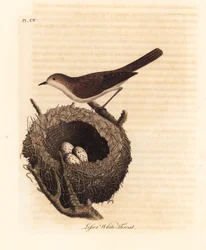 Klappergrasmücke, Sylvia curruca, mit Nest und Eiern. Handkolorierte Kupferstichzeichnung und -gravur von John Latham aus seiner eigenen A General History of Birds, Winchester