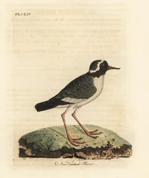 Neuseelandregenpfeifer, Charadrius obscure. Gefährdet. Handkolorierte Kupferplatte gezeichnet und graviert von John Latham aus seiner eigenen 