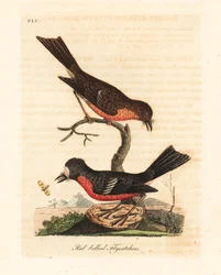 Norfolk-Pazifik-Rotkehlchen, Petroica multicolor multicolor. Handkolorierte Kupferstichzeichnung und -gravur von John Latham aus seinem eigenen A General History of Birds, Winchester