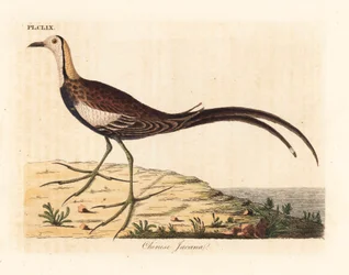 Fasanenschwanz-Jacana, Hydrophasianus surgus. Handkolorierte Kupferplatte gezeichnet und graviert von John Latham aus seiner eigenen 