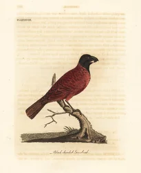 Rot-schwarzer Grosbeak, Periporphyrus erythromelas. Nahezu bedroht. (Schwarzkopf-Grosbeak, Loxia erythromelas.) Handkolorierte Kupferplatte gezeichnet und graviert von John Latham aus seiner eigenen A General History of Birds, Winchester