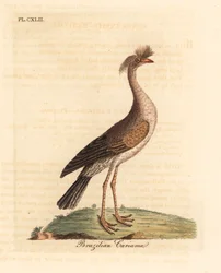 Rotbeinige Seriema oder Haubenseriema, Cariama cristata. Handkolorierte Kupferstichzeichnung und -gravur von John Latham aus seinem eigenen A General History of Birds, Winchester