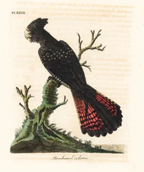 Rotschwanz-Rabenkakadu, Calyptorhynchus banksii (Banks-Rabenkakadu, Psittacus banksii). Handkolorierte Kupferstichplatte, gezeichnet und gestochen von John Latham aus seinem eigenen Werk A General History of Birds, Winchester