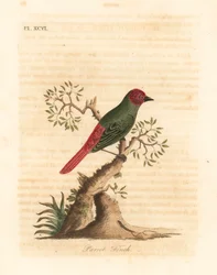 Rotkehl-Papageiamadine, Eritrea psittacea. Handkolorierte Kupferstichzeichnung und -gravur von John Latham aus seiner eigenen A General History of Birds, Winchester