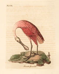Rosalöffler, Platalea ajaja. Handkolorierte Kupferstichzeichnung und -gravur von John Latham aus seiner eigenen A General History of Birds, Winchester