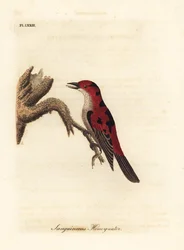 Scharlachmyzomela, Myzomela sanguinolenta (Bluthonigfresser, Certhia sanguinolenta). Australien. Handkolorierte Kupferplatte gezeichnet und graviert von John Latham aus seiner eigenen 