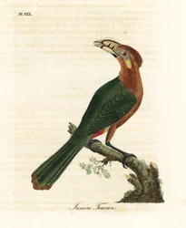 Fleckenschnabel-Tukanet, Selenidera maculirostris, weiblich. Janeiro-Tukan. Handkolorierte Kupferplatte gezeichnet und graviert von John Latham aus seiner eigenen A General History of Birds, Winchester