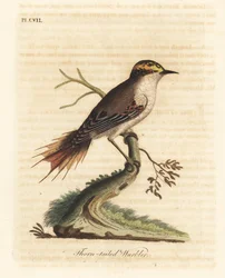 Dornschwanz-Rayadito, Aphrastura spinicauda (Dornschwanz-Laubsänger, Sylvia spinicauda). Handkolorierter Kupferstich, gezeichnet und gestochen von John Latham nach seinem eigenen Werk A General History of Birds, Winchester
