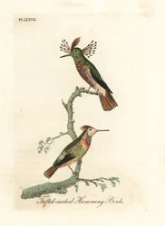 Büschelhähne, Lophornis ornatus (Büschelhalskolibris, Trochilus ornatus). Männchen und Weibchen. Handkolorierte Kupferplatte gezeichnet und graviert von John Latham aus seiner eigenen A General History of Birds, Winchester