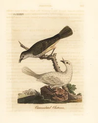 Weißer Glockenvogel, Procnias albus, Männchen und Weibchen (Lappen-Schmuckvogel, Ampelis carunculata). Handkolorierter Kupferstich, von John Latham gezeichnet und gestochen, aus seinem eigenen Werk A General History of Birds, Winchester