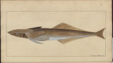 Lindsay Zeichnungen Band VII