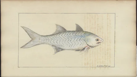 Lindsay Zeichnungen Band VII