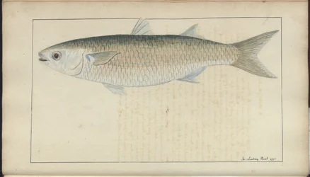 Lindsay-Zeichnungen Bd. VII, 20