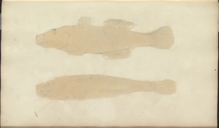 Lindsay-Zeichnungen Bd. VII, 21