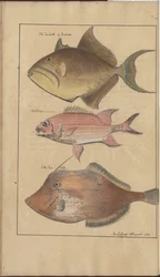 Lindsay Zeichnungen Band VII, 6