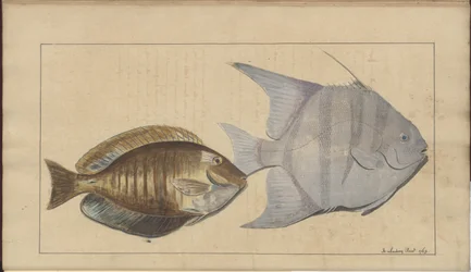 Lindsay Zeichnungen Vol. VII, 8