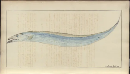 Lindsay Zeichnungen Band VII, 9