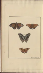 Lindsay Zeichnungen Band VI, 29