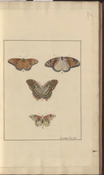 Lindsay Zeichnungen Vol. VI, 30