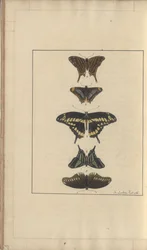 Lindsay Zeichnungen Vol. VI, 31