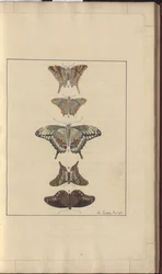 Lindsay Zeichnungen Vol. VI, 32