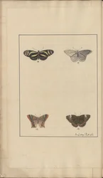 Lindsay Zeichnungen Bd. VI, 35