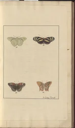 Lindsay Zeichnungen Vol. VI, 36