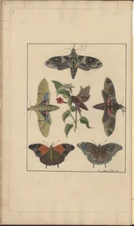 Lindsay Zeichnungen Vol. VI, 7