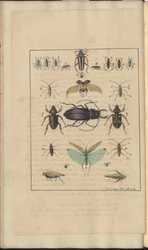 Lindsay-Zeichnungen Bd. VI, 89