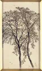 Studie von Bäumen