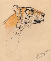 Kopf eines Tigers, um 1910
