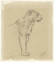 Studie eines stehenden Leoparden