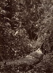 Tropische Landschaft, Tropischer Wald, 1871