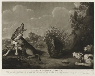 Stachelschwein und drei Hunde