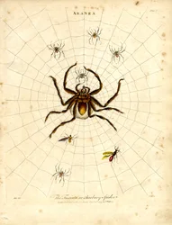 ARANEA: Die Fasciata oder Barbarenspinne