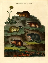 Arctomys und Arnika (Murmeltiere und Arnika)
