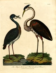 Schwarzstorch und Rotflügelreiher