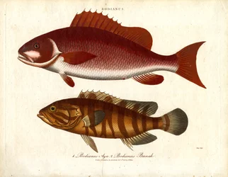 Bodianus - Zwei Arten von Meerbarschen