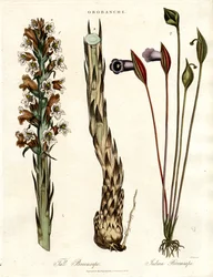 Sommerwurz und Aronstab-Arten