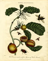 Duroia und Wasserkäfer