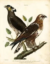 Falke: Haubenbussard und Handschuhbussard