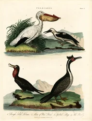 Vier Arten von Pelikanen und Seevögeln