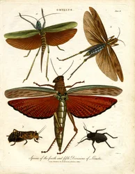 GRYLLUS: Arten der vierten und fünften Heuschreckenabteilung