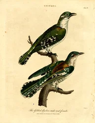 Vergoldeter Kuckuck Männchen und Weibchen