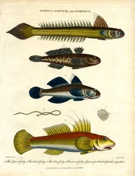 Gobius; Gonium und Gordius: Grundeln und Haarwurm
