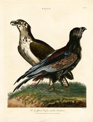 Griffard-Adler und der Fährmann